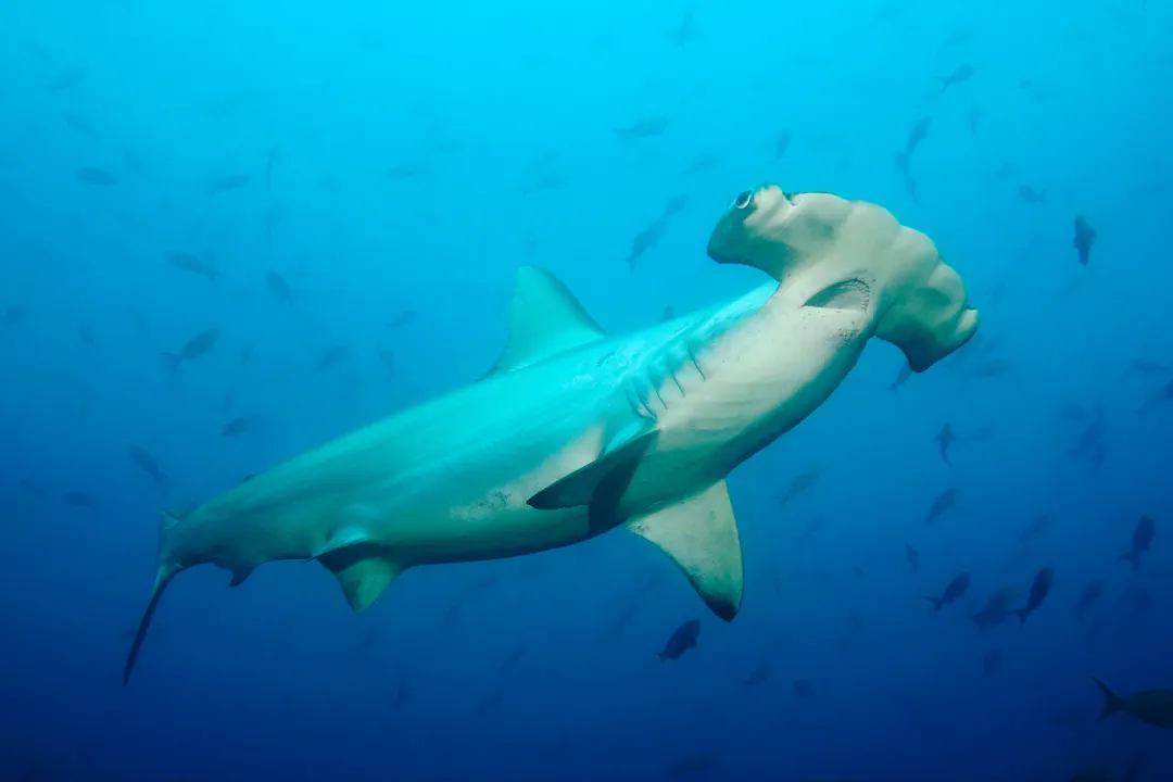 Scalloped Hammerhead