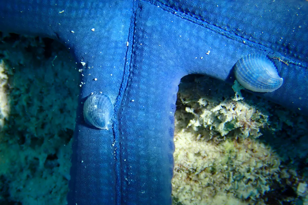 Crystalline Sea Star Snail (Thyca crystallina)