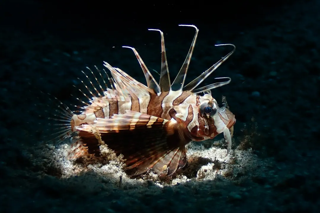 Gurnard Lionfish