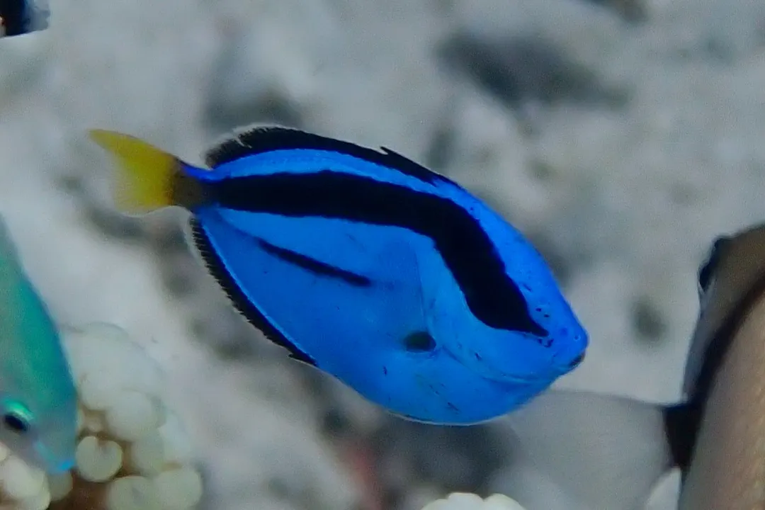Palette Tang (juvenile) (Paracanthurus hepatus)