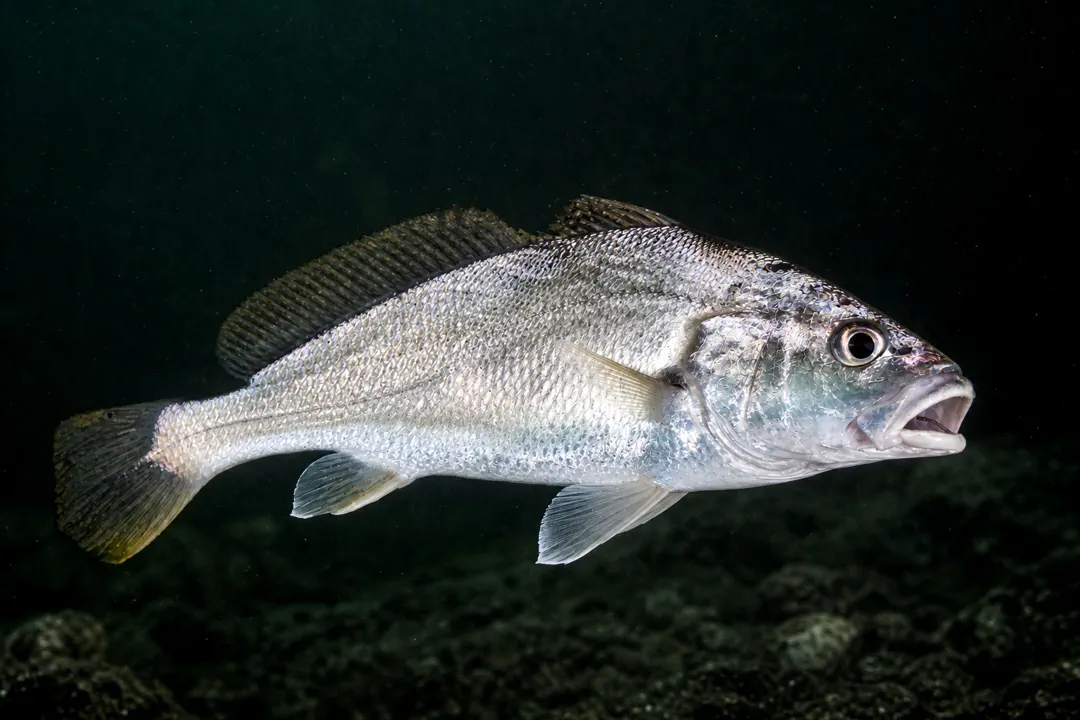 Silver Jewfish