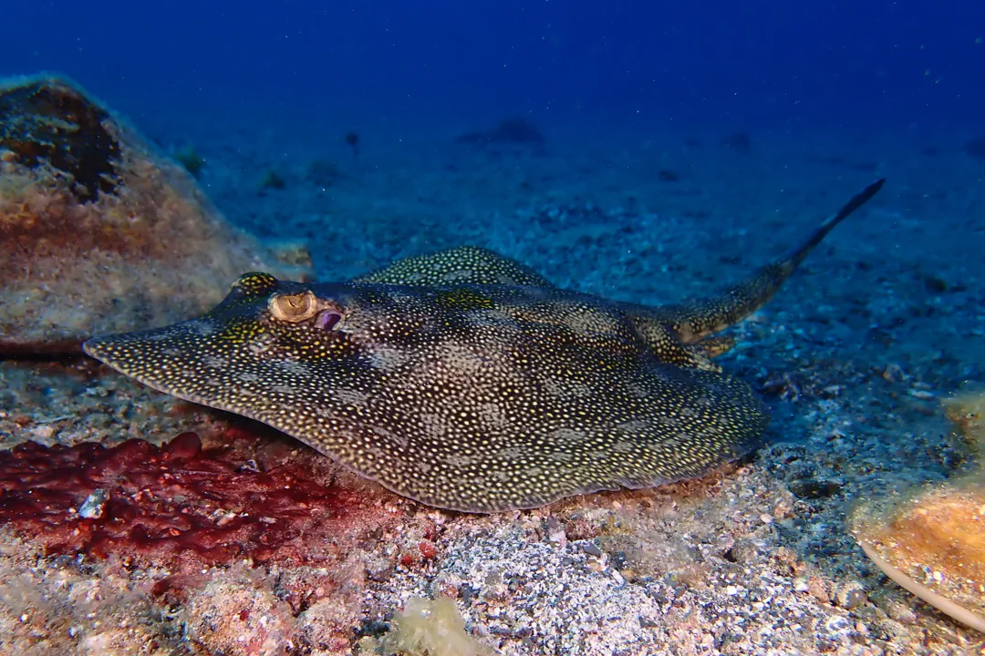 Yellow Stingray (Urobatis jamaicensis)