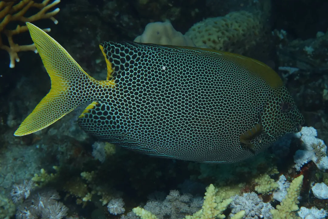 Honeycomb Rabbitfish
