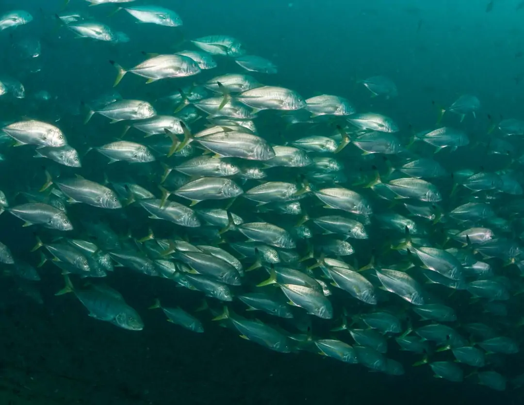 Seabook: Blacktip Trevally