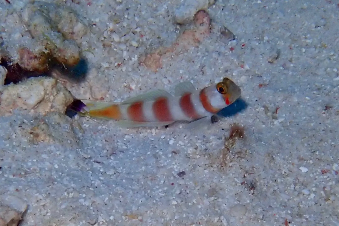 Pinkbar Goby (Amblyeleotris aurora)