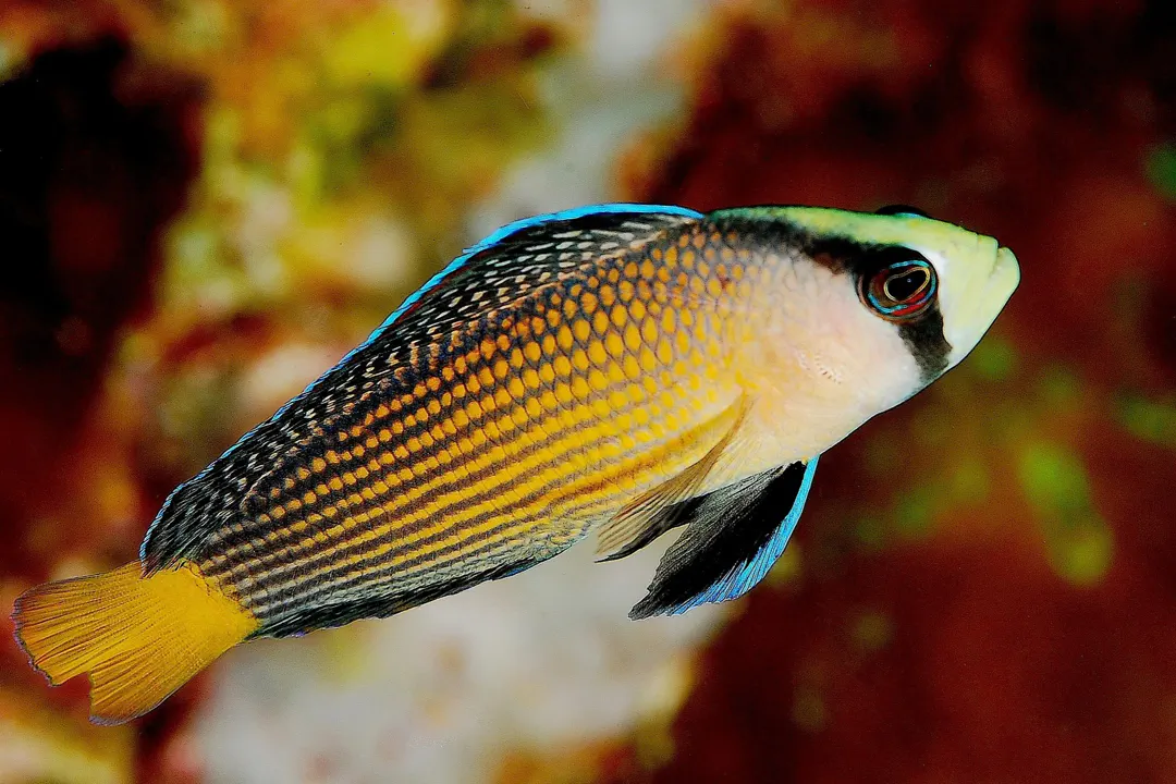 Splendid Dottyback