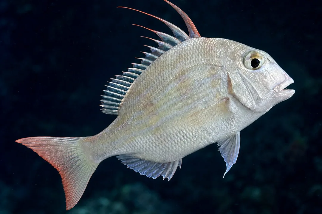 Frypan Bream