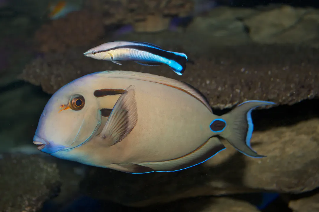 Lieutenant Surgeonfish (Acanthurus tennentii)