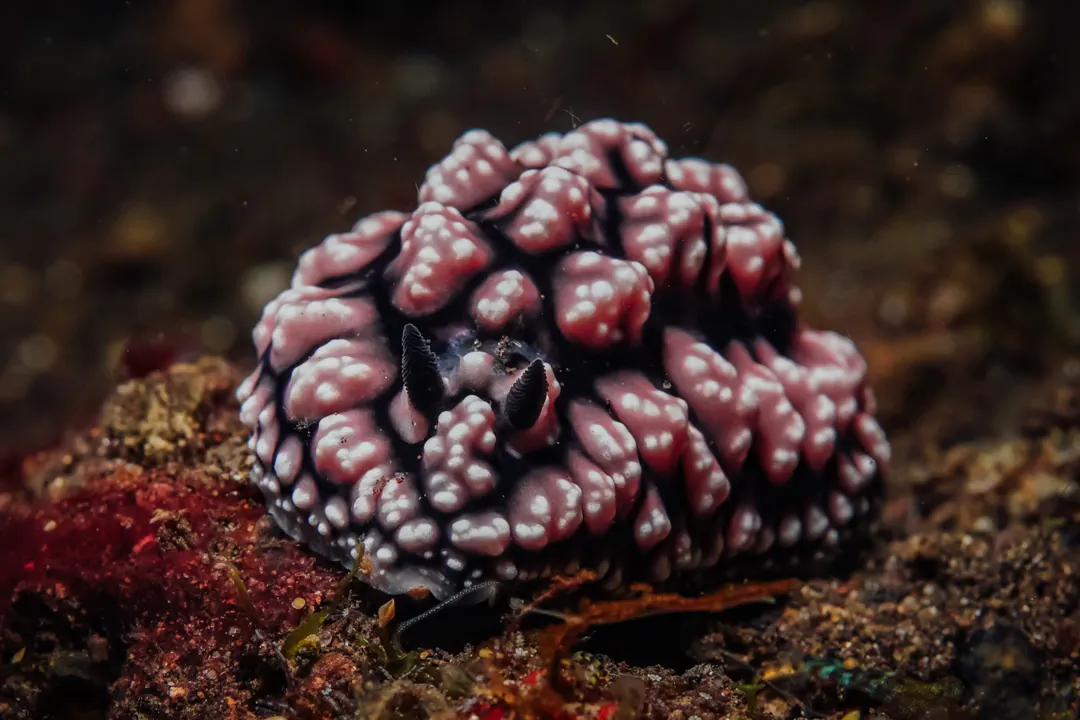 Pustulose Wart Slug