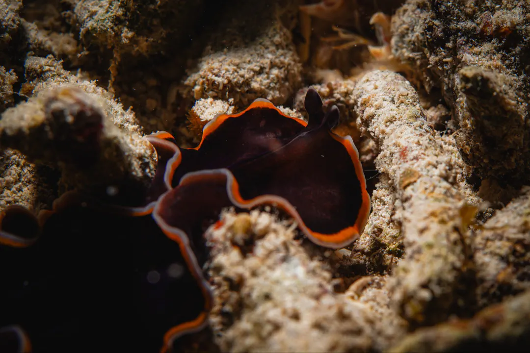 Splendid flatworm (Pseudobiceros splendidus)