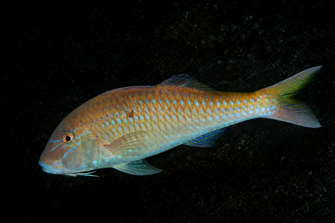 Opalescent Goatfish (Parupeneus heptacanthus)