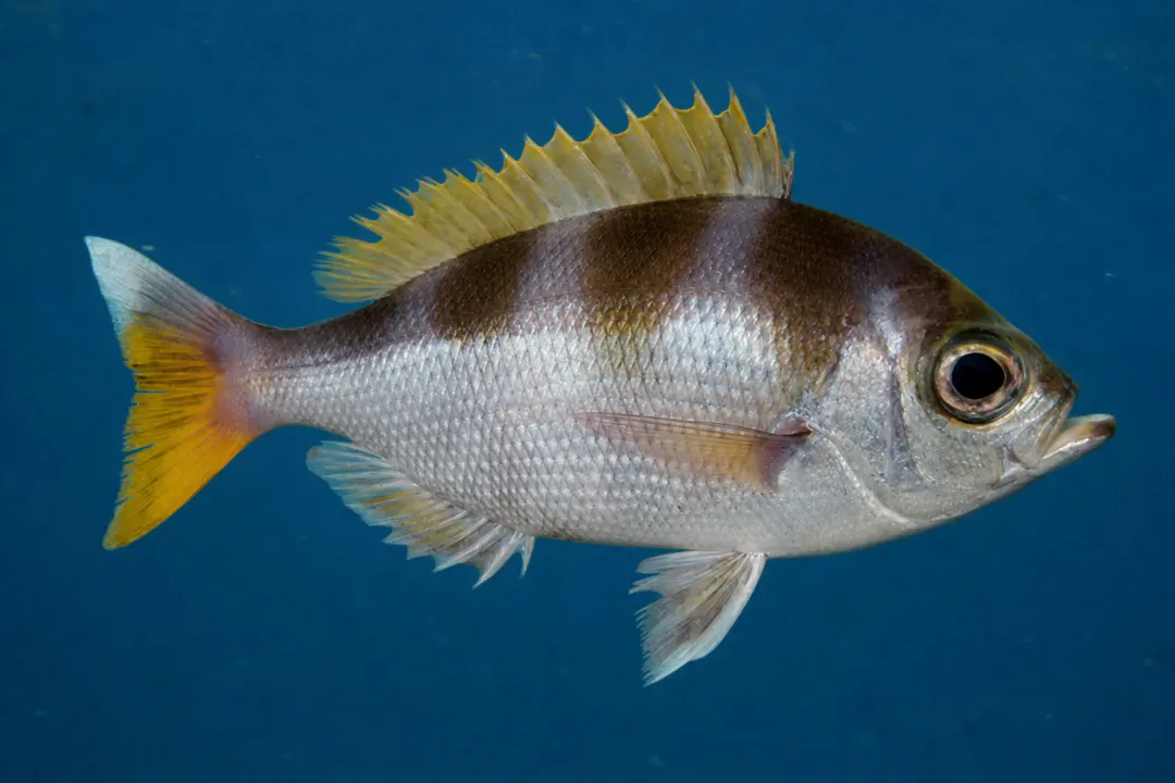 Saddle-back Snapper (Paracaesio kusakarii)