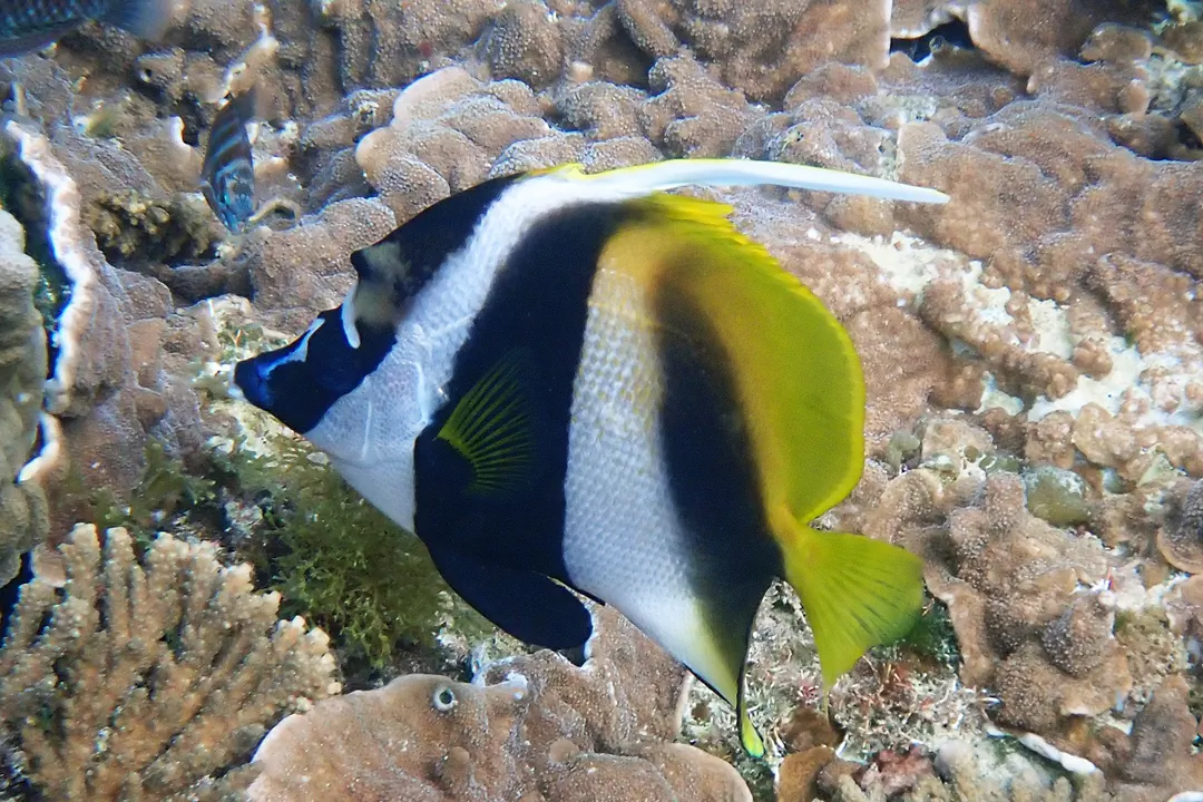 Masked Bannerfish