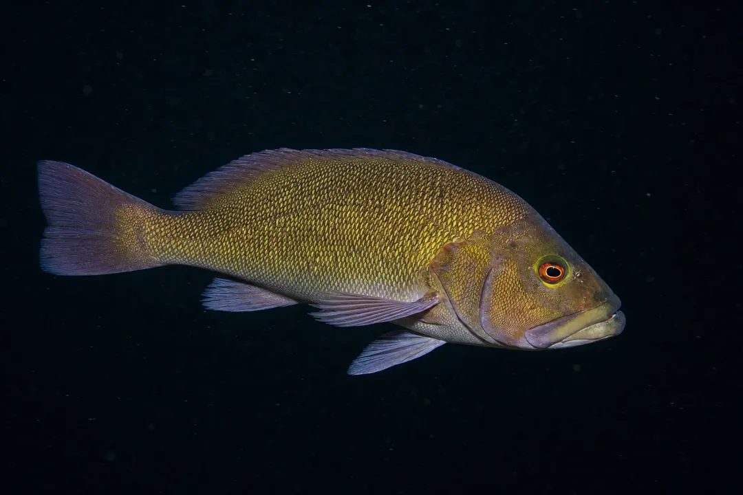 Breaksea Cod (Epinephelides armatus)