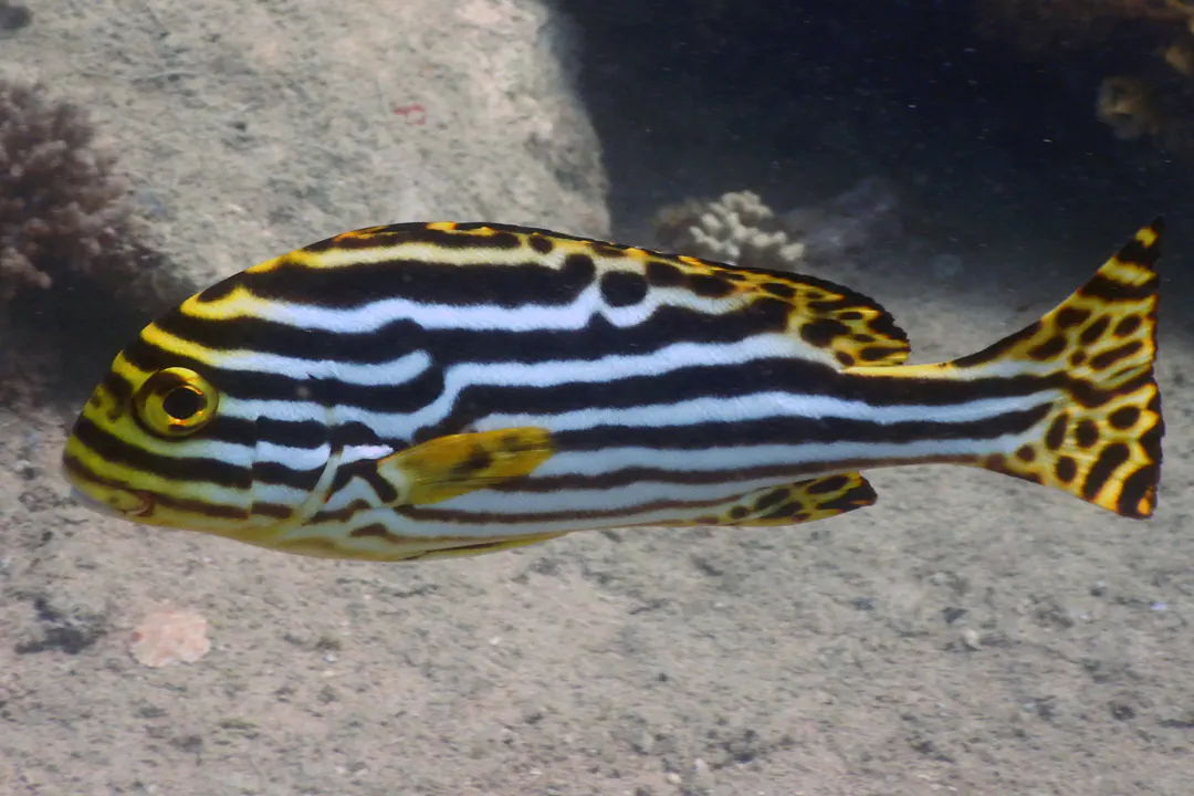 Indian Ocean Oriental Sweetlips (subadult) (Plectorhinchus vittatus)