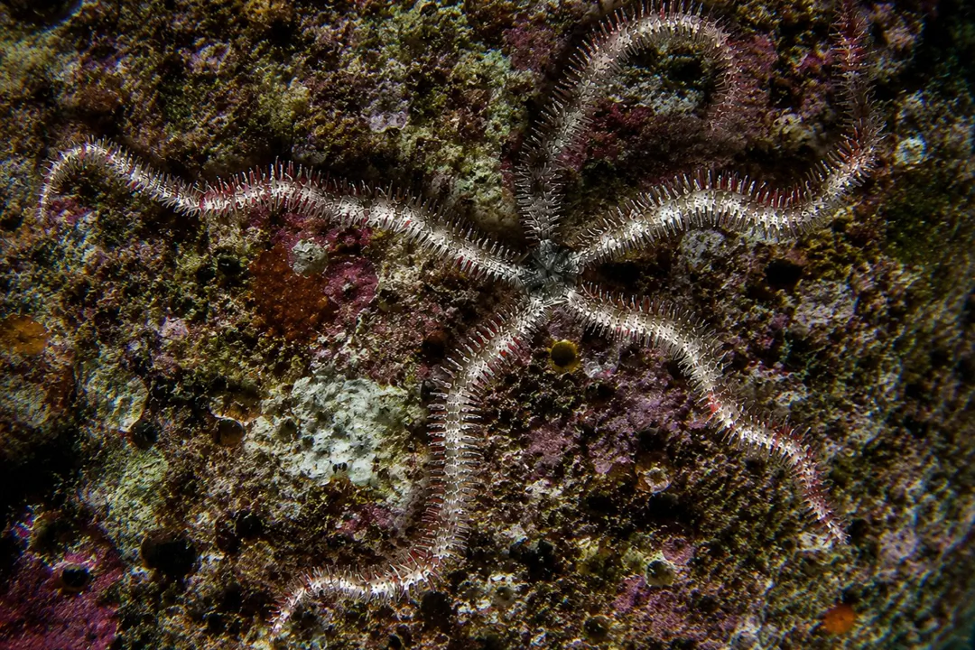 Ophiuroidea sp