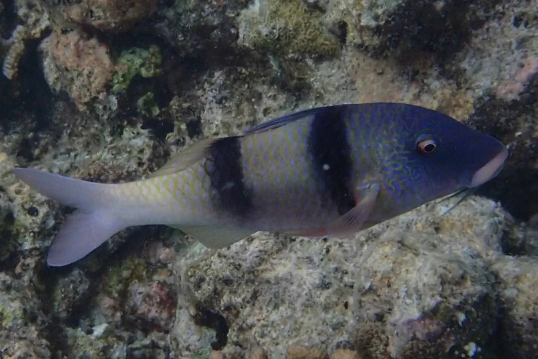 Indian Doublebar Goatfish