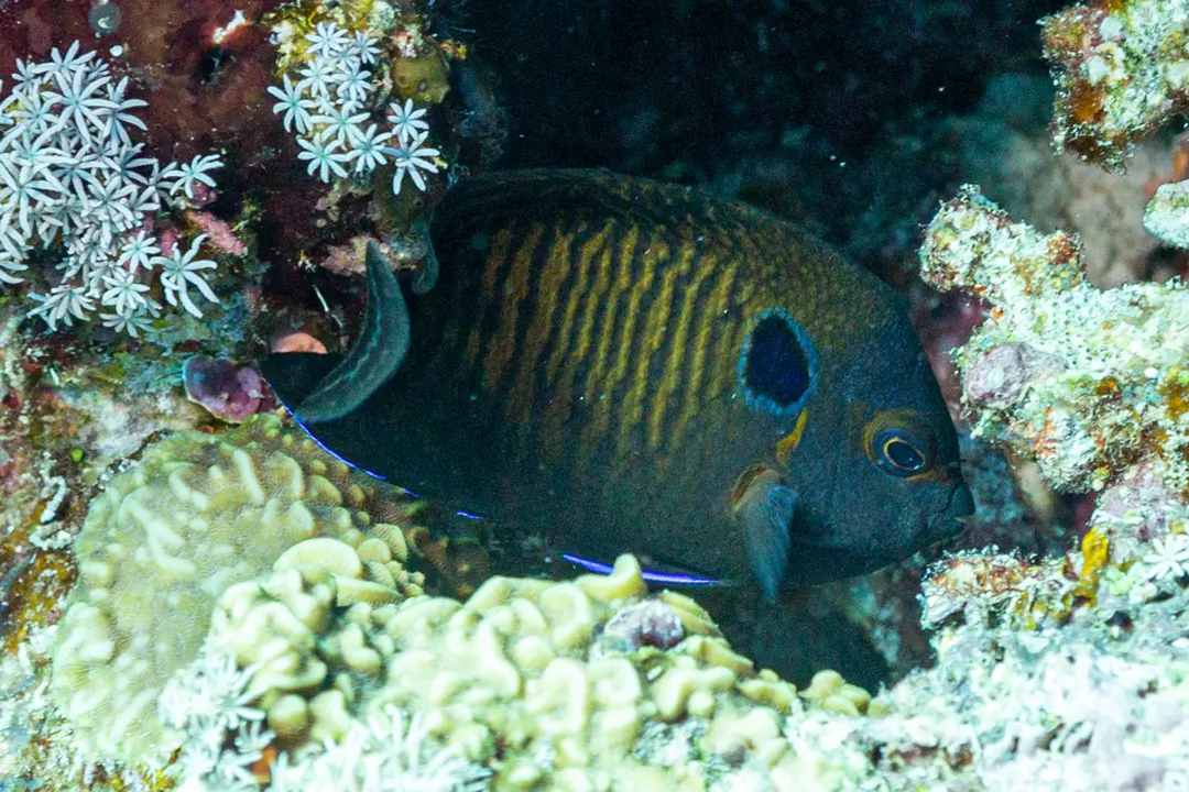 Brown Pygmy Angelfish