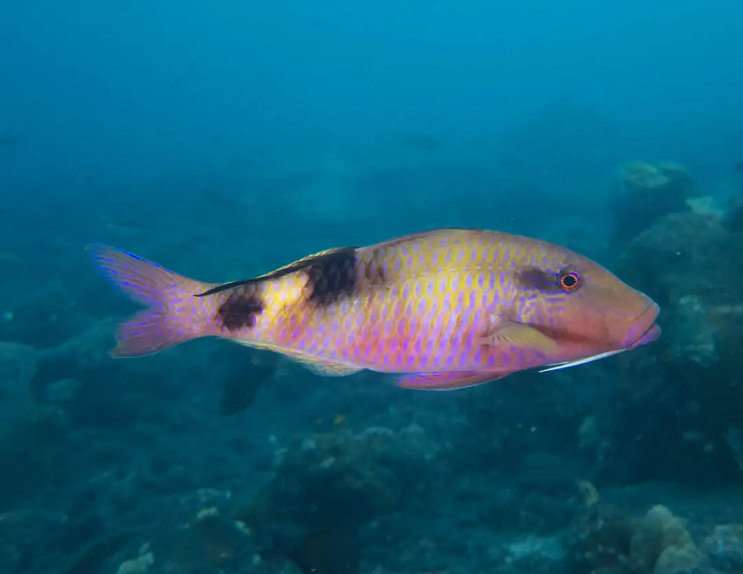 Seabook: Manybar Goatfish