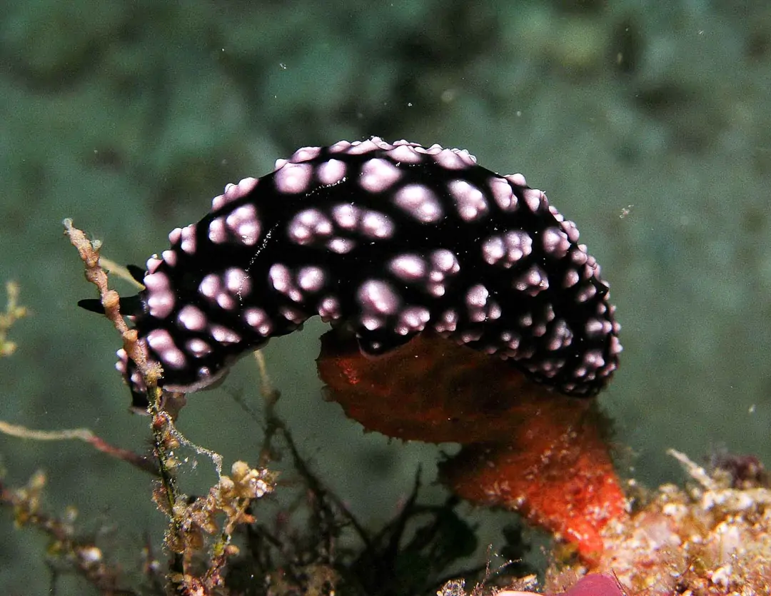 Seabook: Burn's Phyllidiopsis