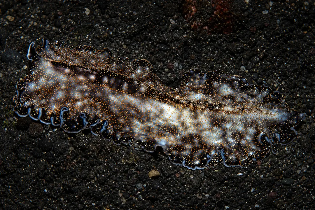 Alder's Acanthozoon