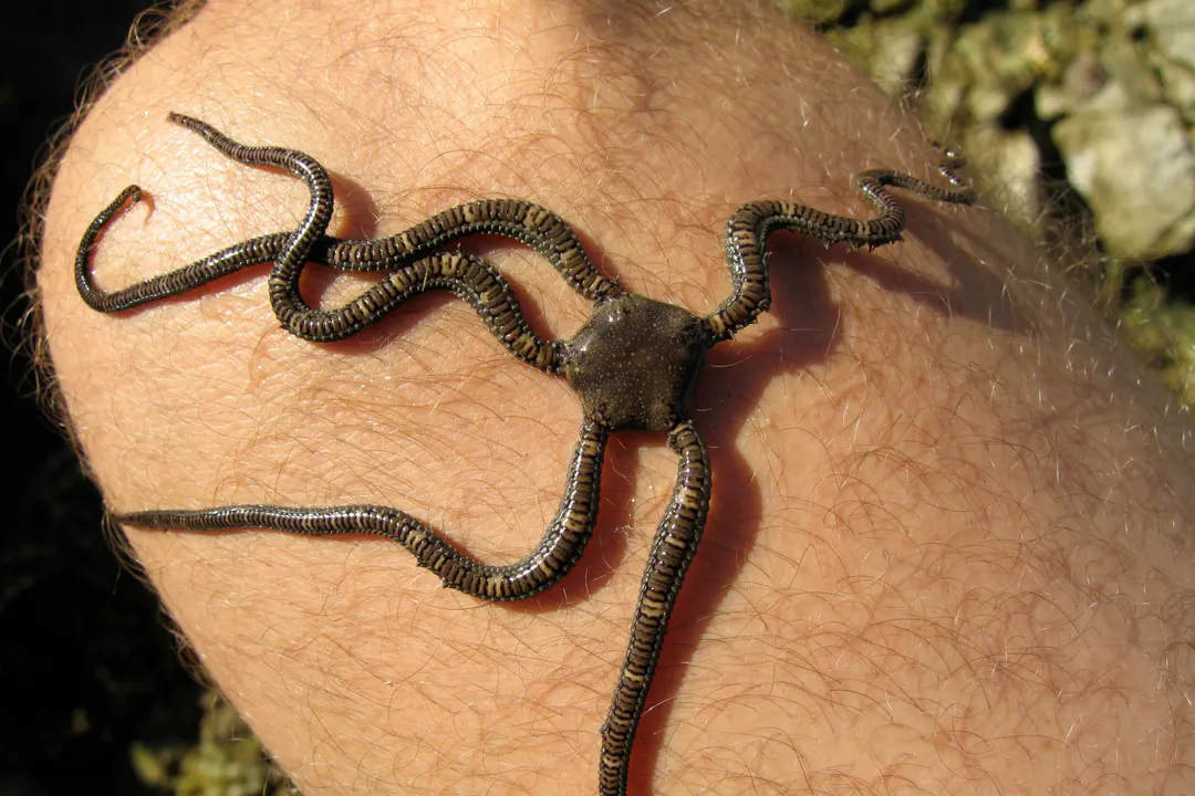 Mottled Brittle Star
