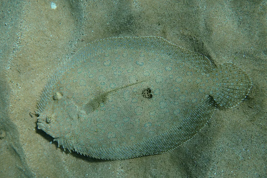 Pacific Peacock Flounder