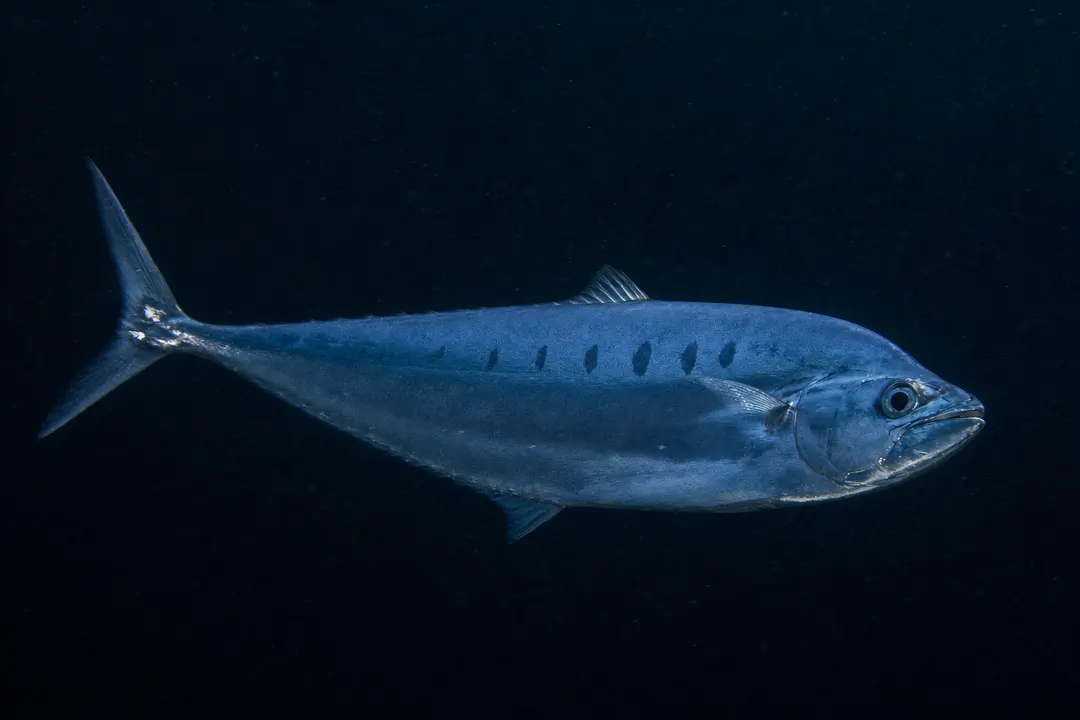 Needleskin Queenfish (Scomberoides tol)