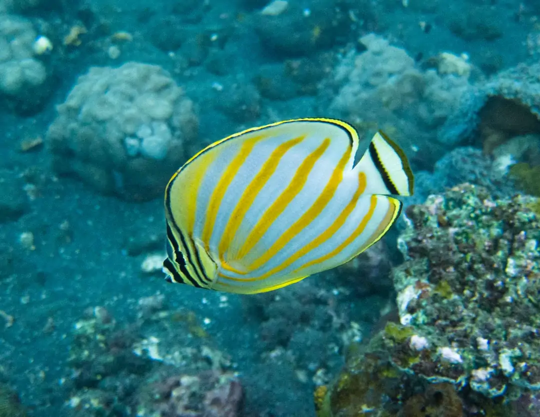 Seabook: Ornate Butterflyfish