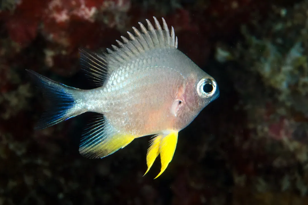 Yellowbelly Damsel (juvenile) (Amblyglyphidodon leucogaster)