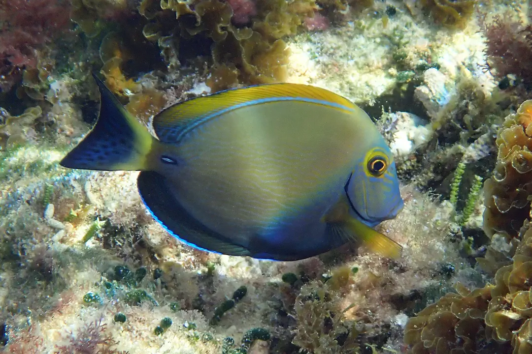 Eyestripe Surgeonfish (Acanthurus dussumieri)