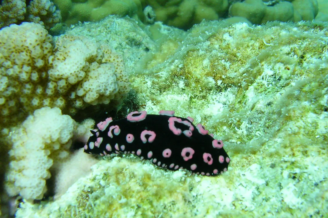 Ringed Phyllidiella (Phyllidiella annulata)