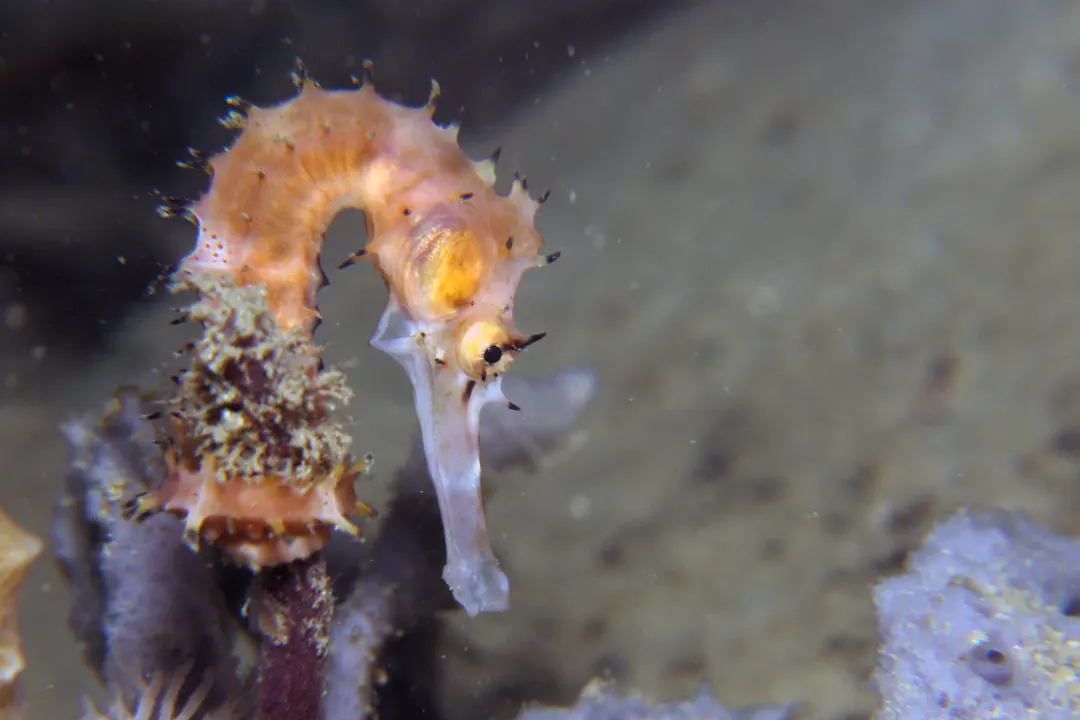 Spiny Seahorse (Hippocampus histrix)