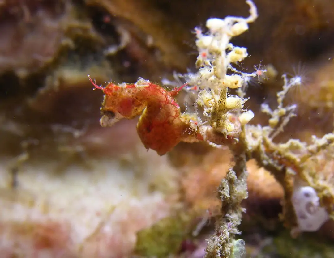 Seabook: Weedy Pygmy Seahorse