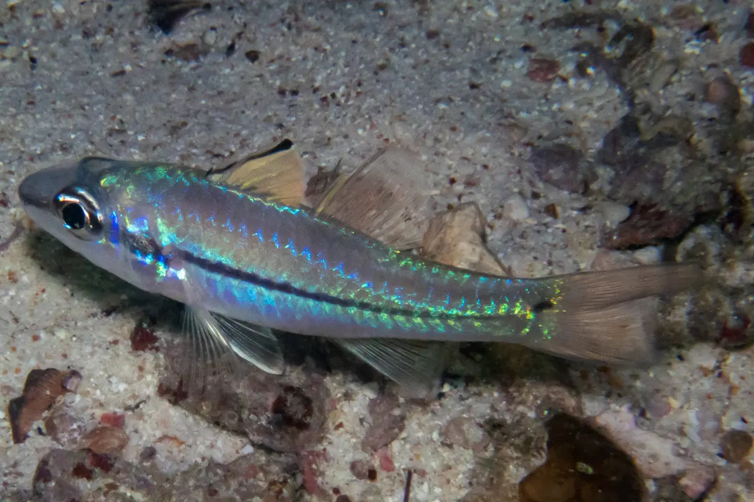 Oneline Cardinalfish (Pristiapogon exostigma)