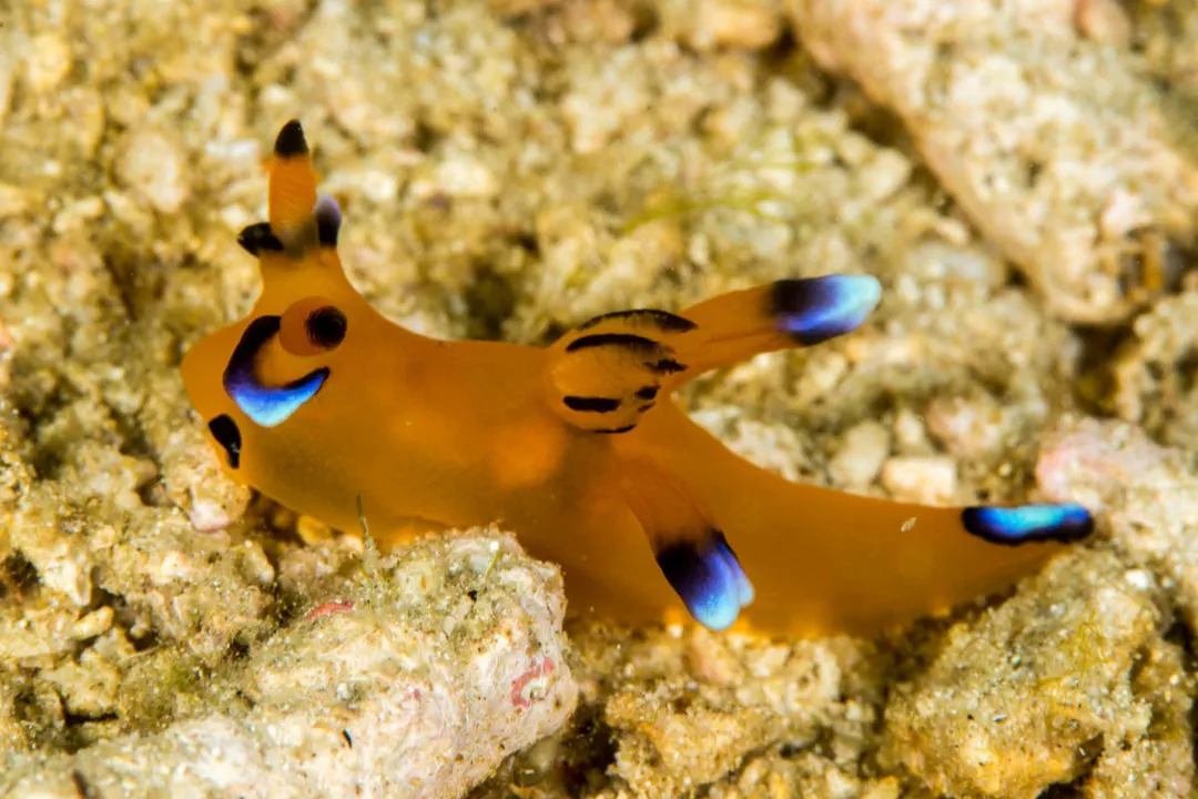 Pikachu Nudibranch (Thecacera pacifica)