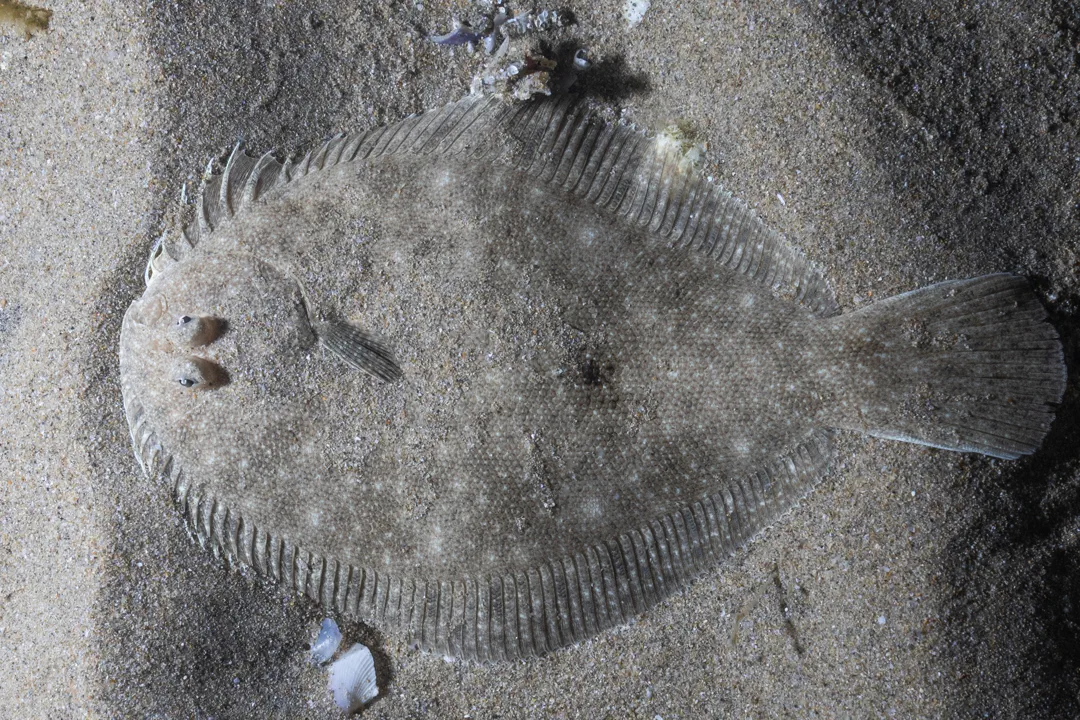 Longsnout Flounder