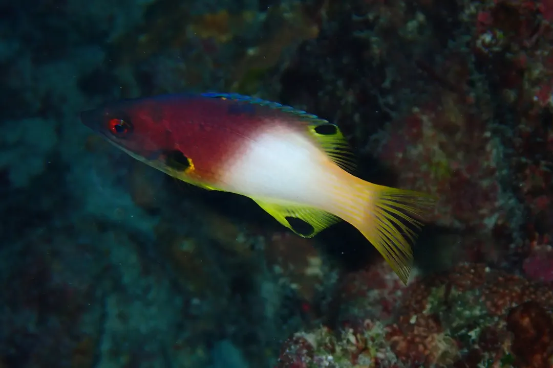 Axilspot Hogfish