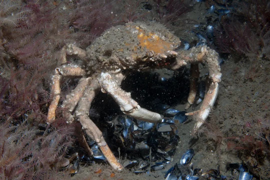 Atlantic Spinous Spider Crab