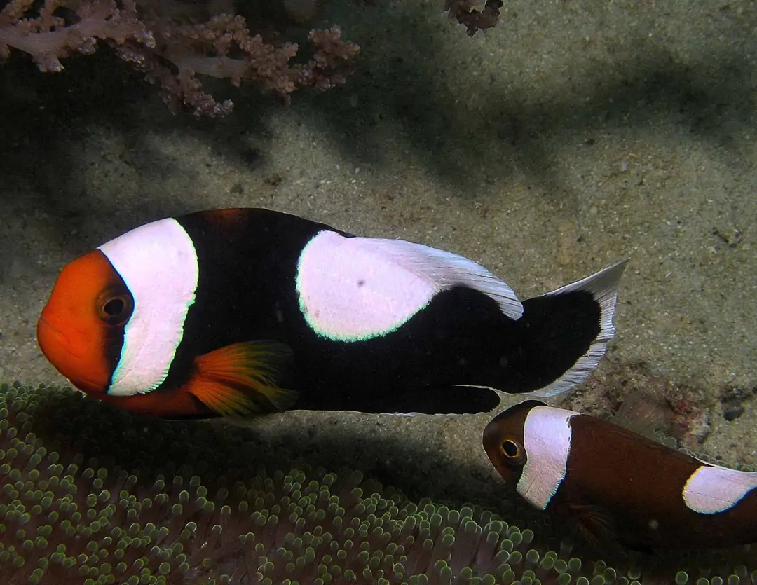 Seabook: Saddleback Anemonefish (dark)
