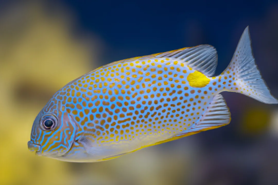 Gold-saddle Rabbitfish