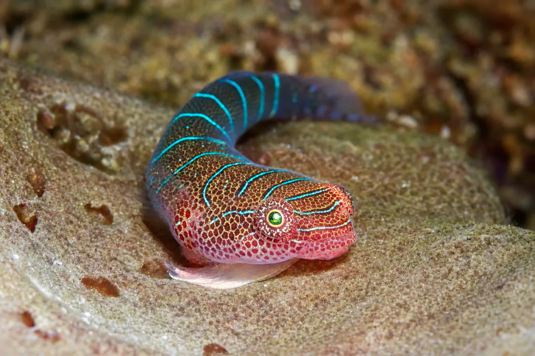 Western Cleaner Clingfish