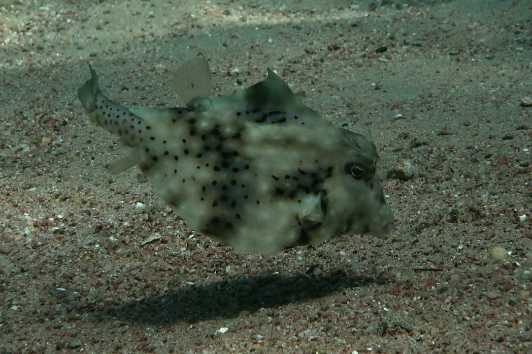 Humpback Turretfish