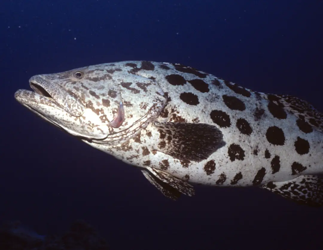 Fish of the Great Barrier Reef: Species & Identification