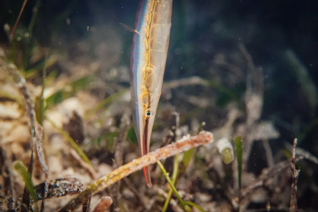 Grooved Razorfish