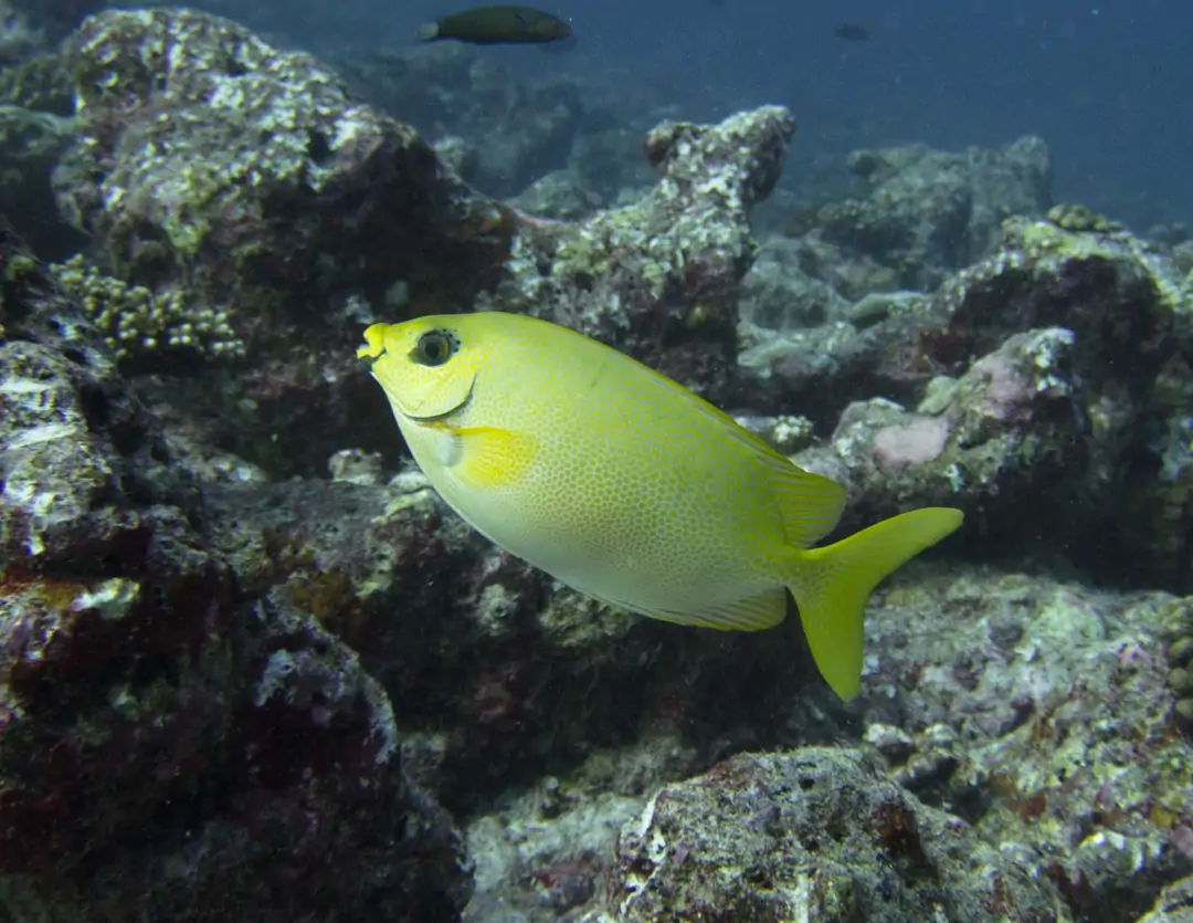 Seabook: Blackeye Rabbitfish