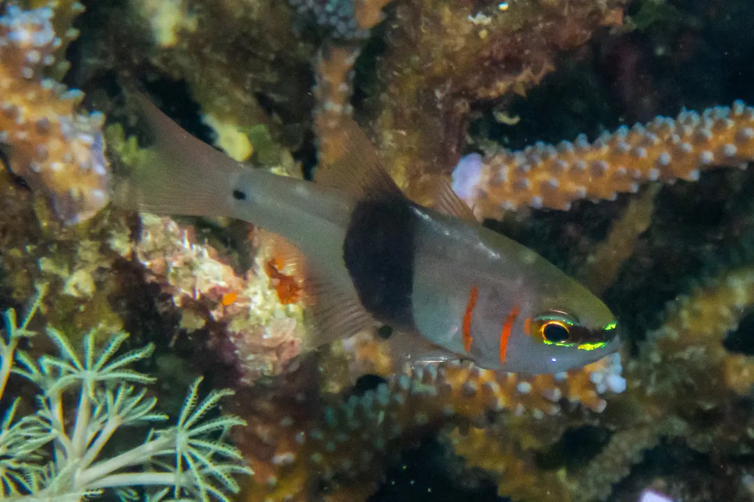 Girdled Cardinalfish