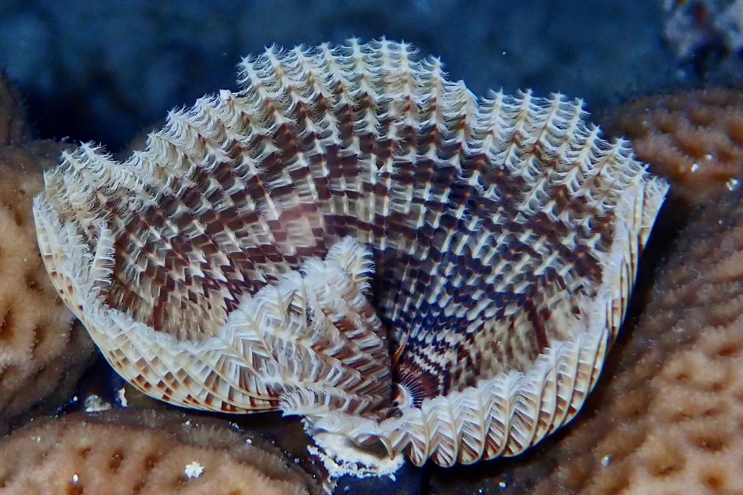 Sabellastarte sp