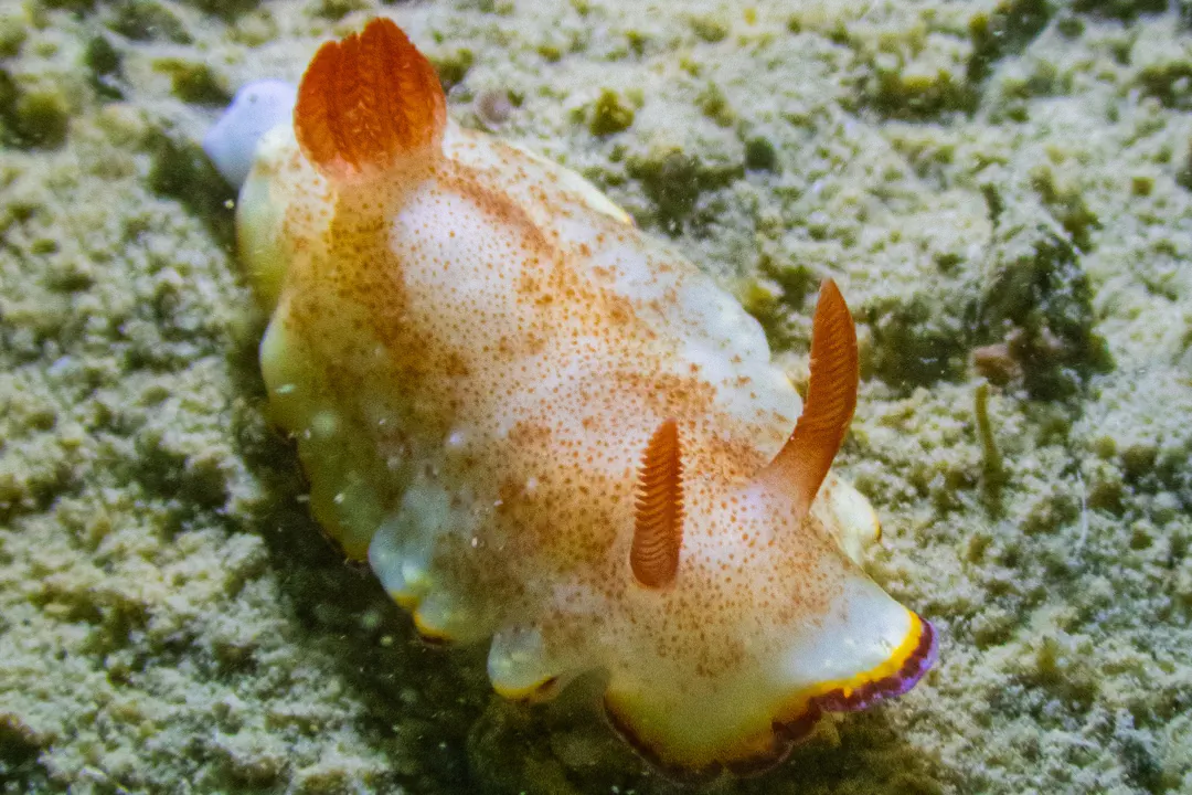 Precious Nudibranch (Goniobranchus preciosus)