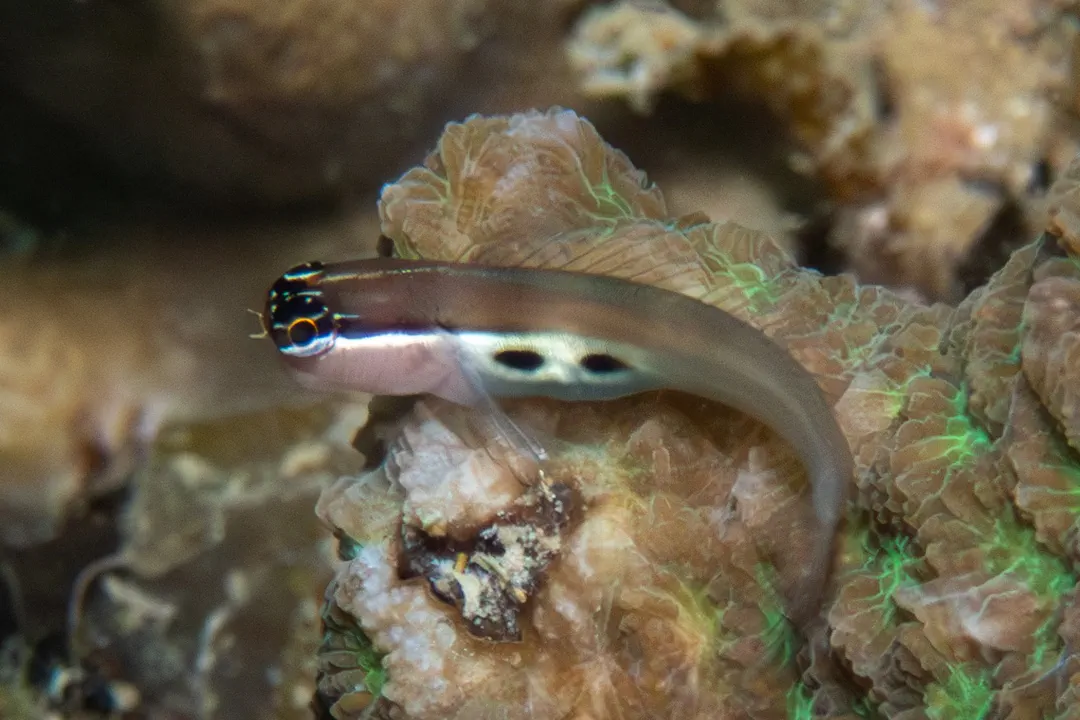 Twinspot Coralblenny (Ecsenius bimaculatus)